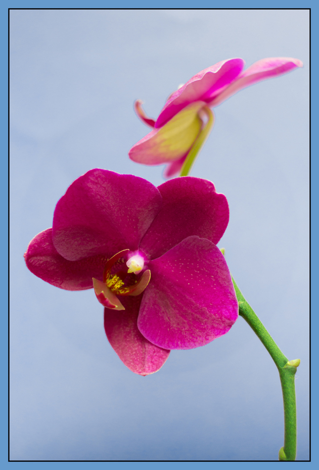 PINK ORCHIDEA