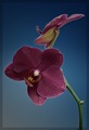 Orchidea - revízia