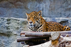 gepard