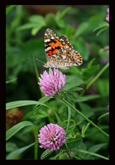 motyl