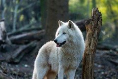 Arctic wolf 01