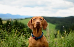 Model...