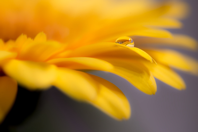 Gerbera