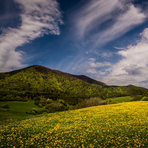 Púpavová krajina