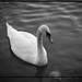 Swan