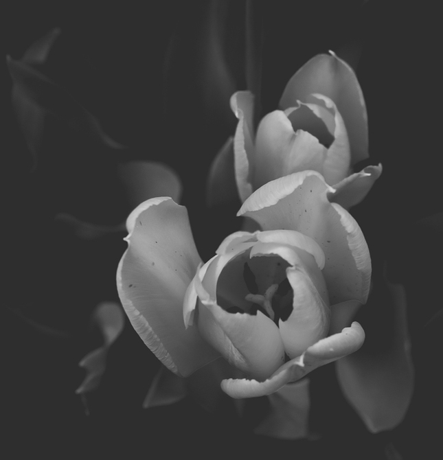 ...tulipany