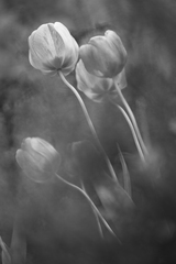 ...tulipany