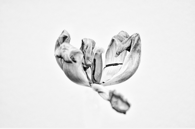 umierajúce tulipány VIII