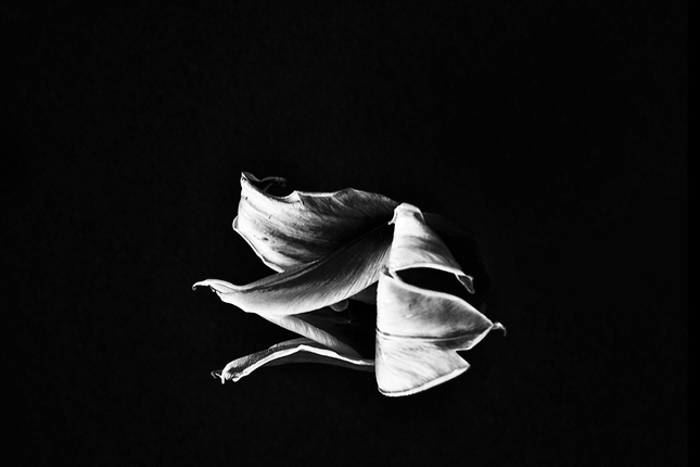 umierajúce tulipány III