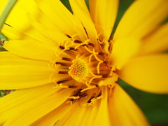 slnečný kvet
