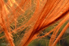 Lost in the wind