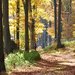 jesenný les