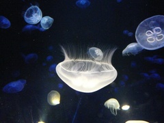 meduza
