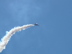 albatros