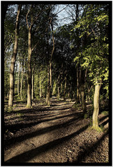 Magic forrest