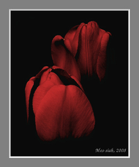 Bizzare nature (tulip)