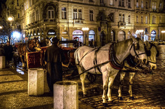 Pražské kone