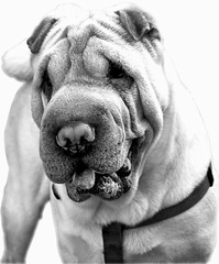 SHARPEI