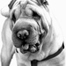 SHARPEI