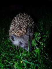 Nečakaná navšteva