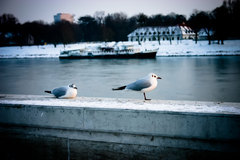 Gulls - Čajky