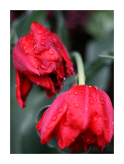 ...after rain ... I.