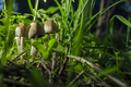 mushrooom