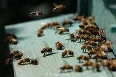 bzzzz