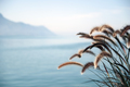 Somewhere in Montreux