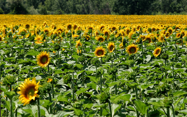 A field of Sunflowers