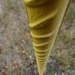 žltý spád