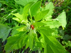 lienka