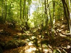 v lese