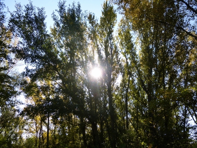 slnko cez stromy