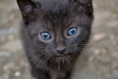 Mica