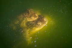 Mimozemská invázia