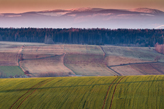 Večerná paša pod Krkonošmi