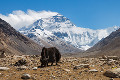 Na paši pod Everestom