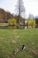 Kačice na Labuťom jazere