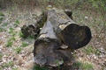 brvno3