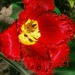 tulipán2