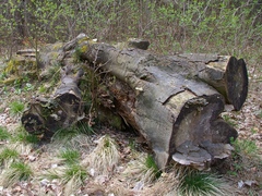 brvno