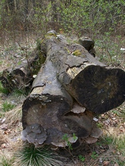 brvno2