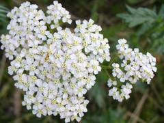 Kvetinka 2