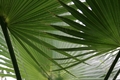 Green peace