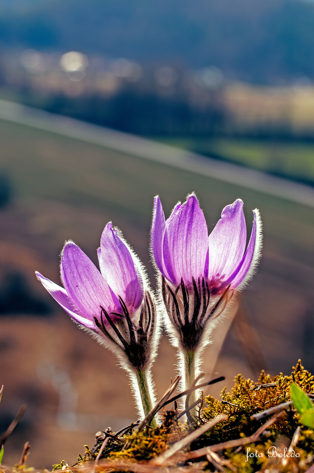 Pulsatilla slavica