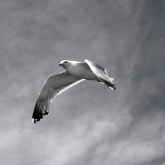 cajka bw