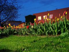 tulipany