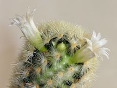 Mammillaria carmenae