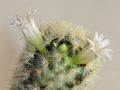 Mammillaria carmenae